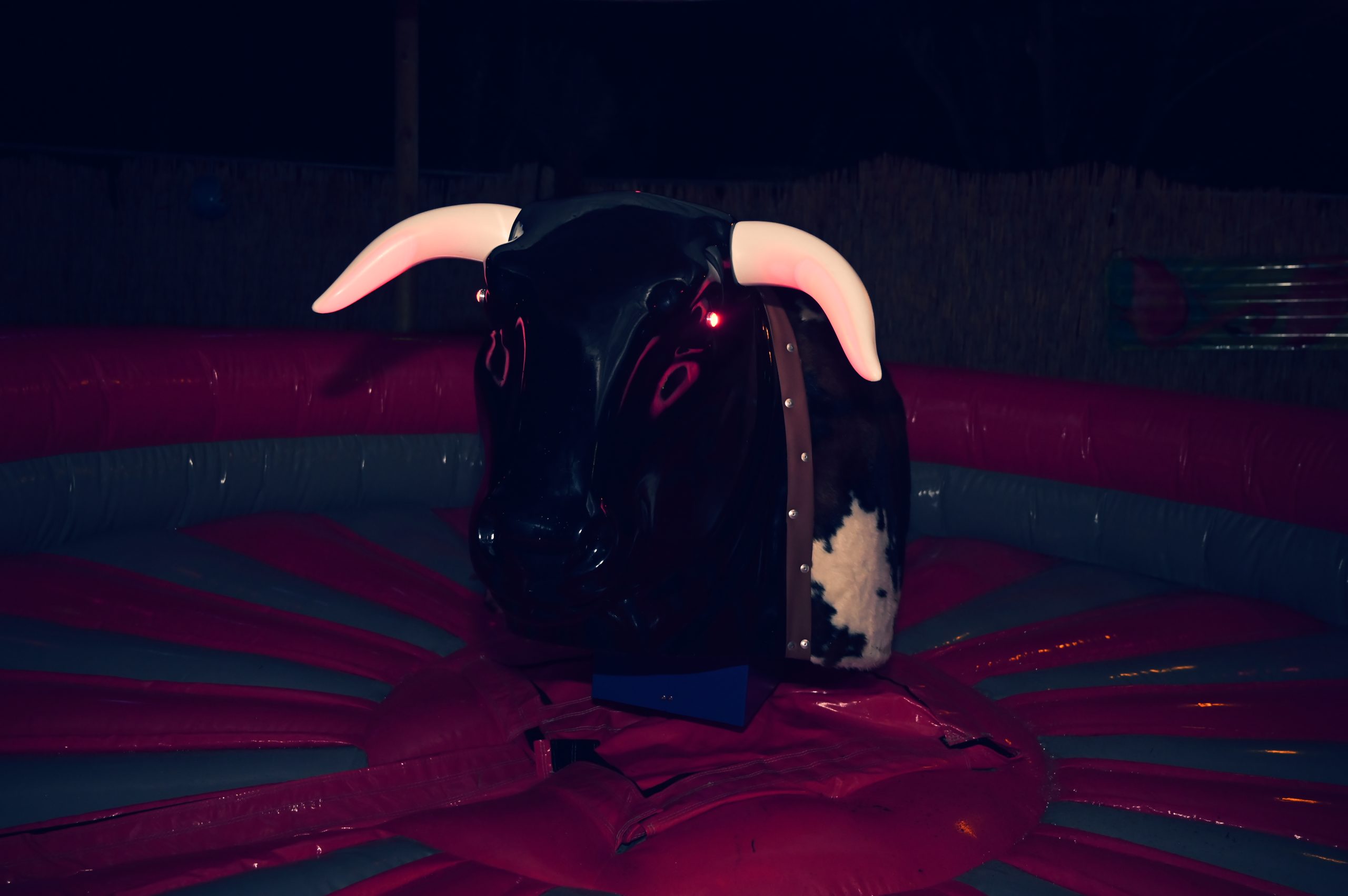 Nahaufnahme vom Rodeo Bullen